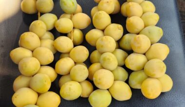 Facing US tariffs, flooded EU markets, Gaza closure, Israeli date growers issue SOS