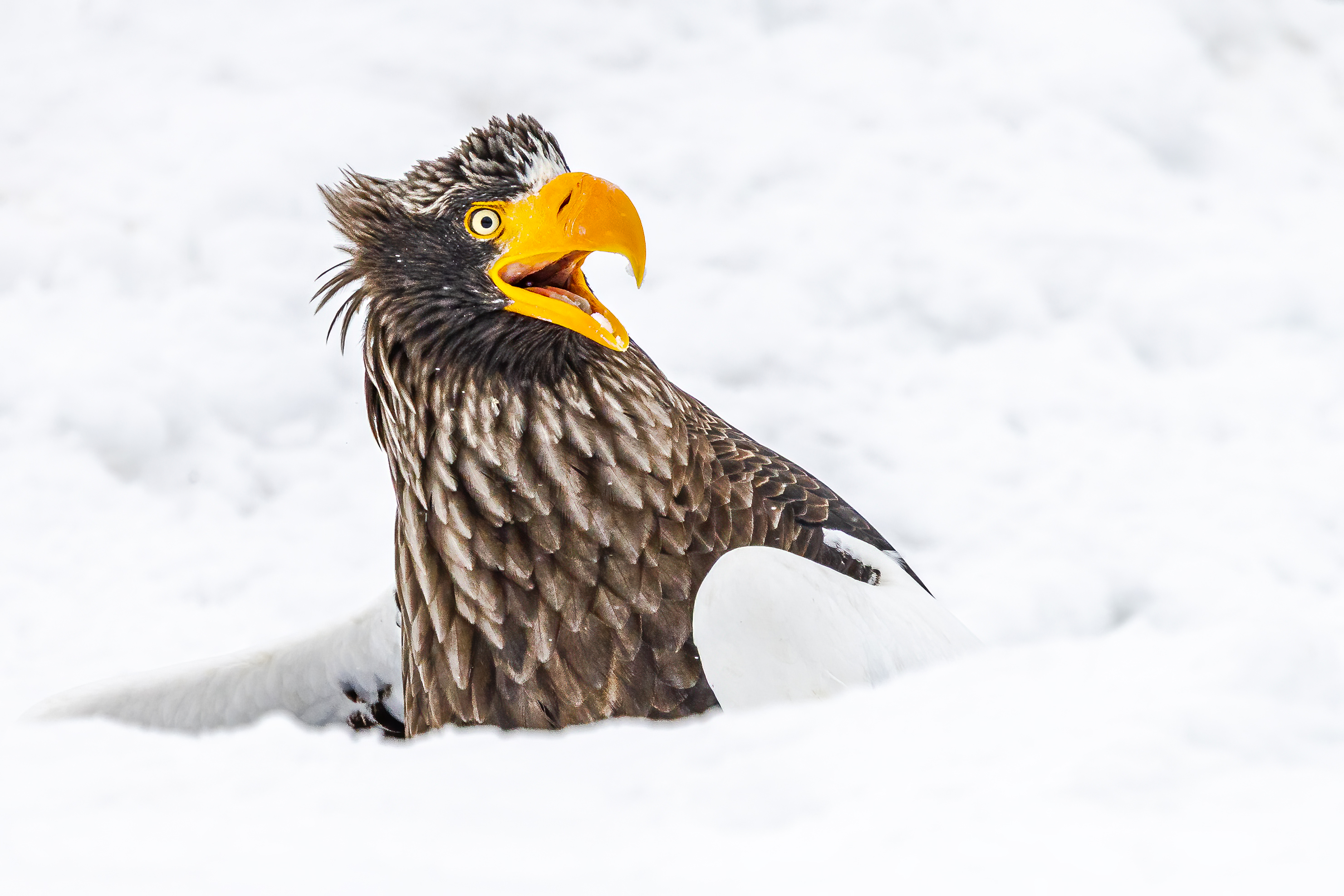 Steller's sea eagle with an open beak and ruffled feathers, emerging from snow.