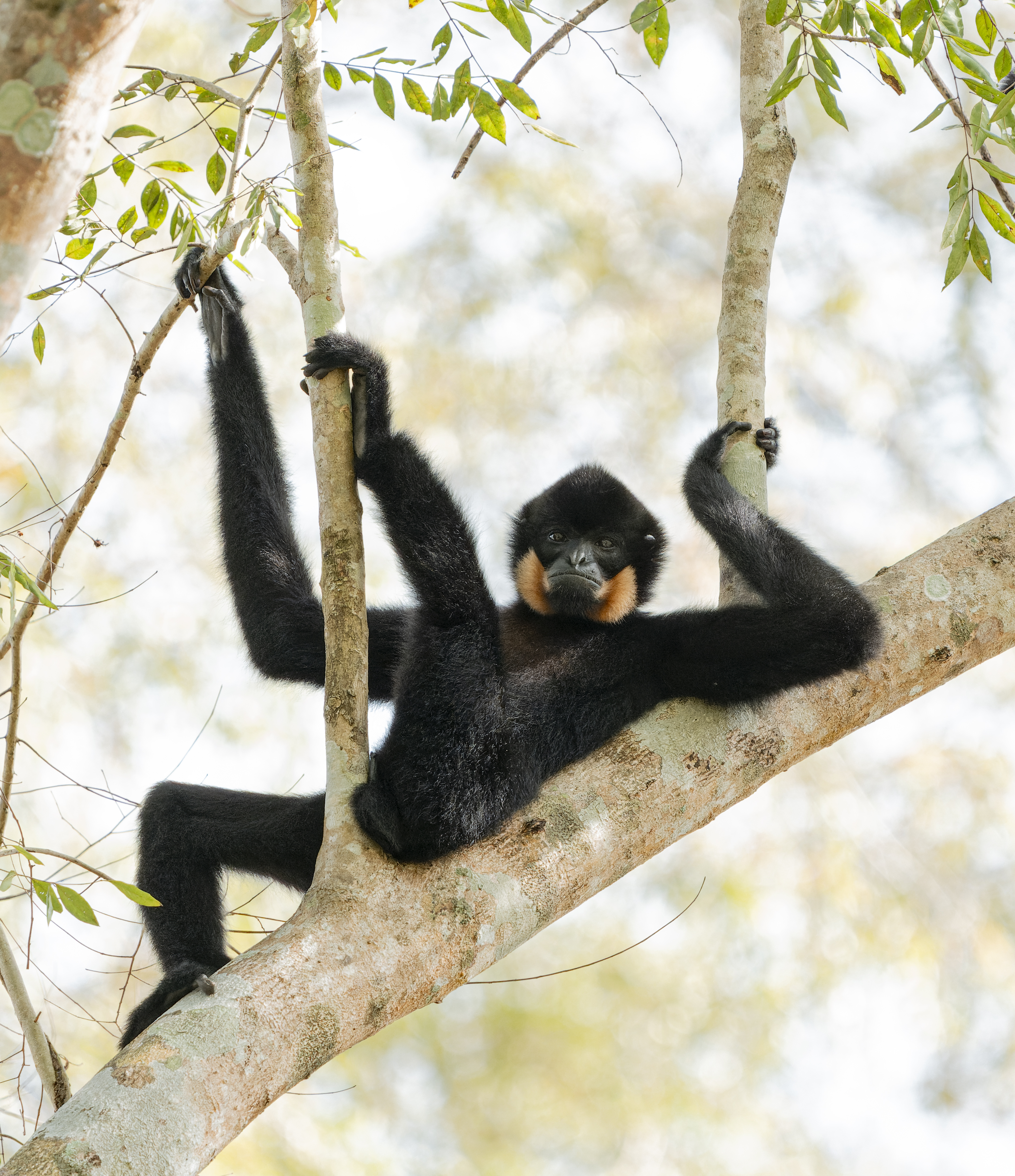 A black gibbon with an orange muzzle relaxing in the trees.