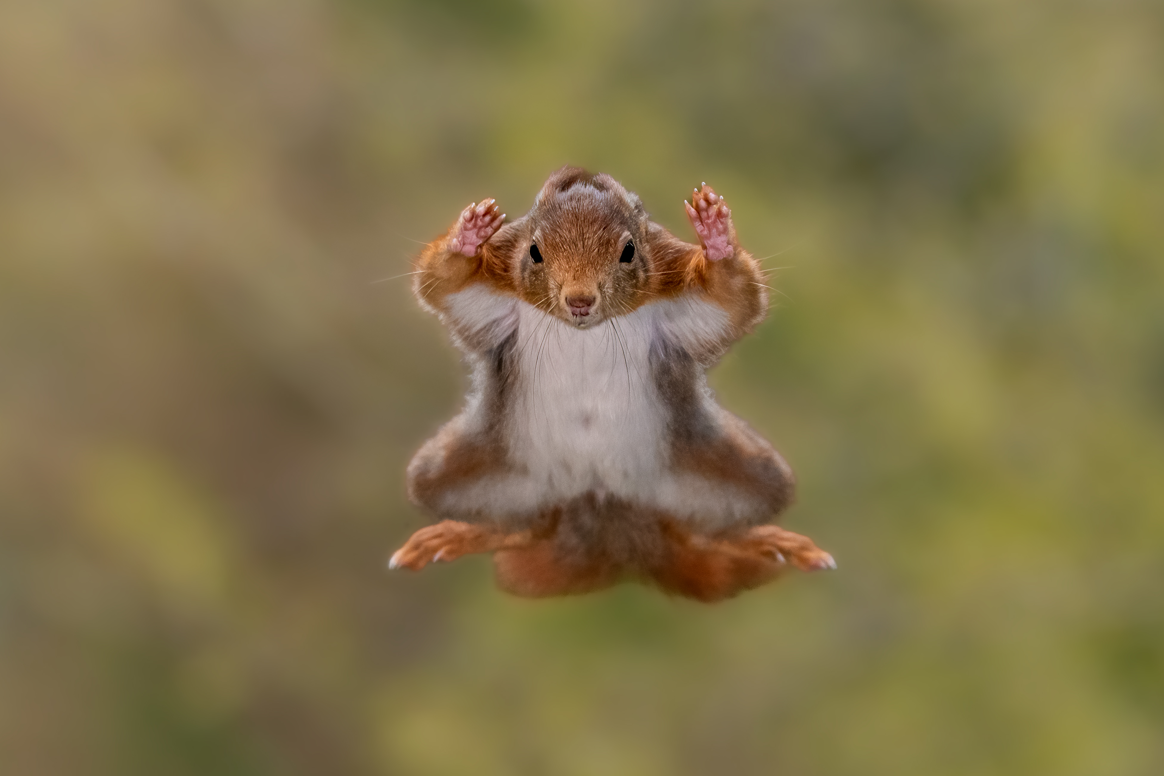 A squirrel in mid-air with paws raised, looking like it's surrendering.
