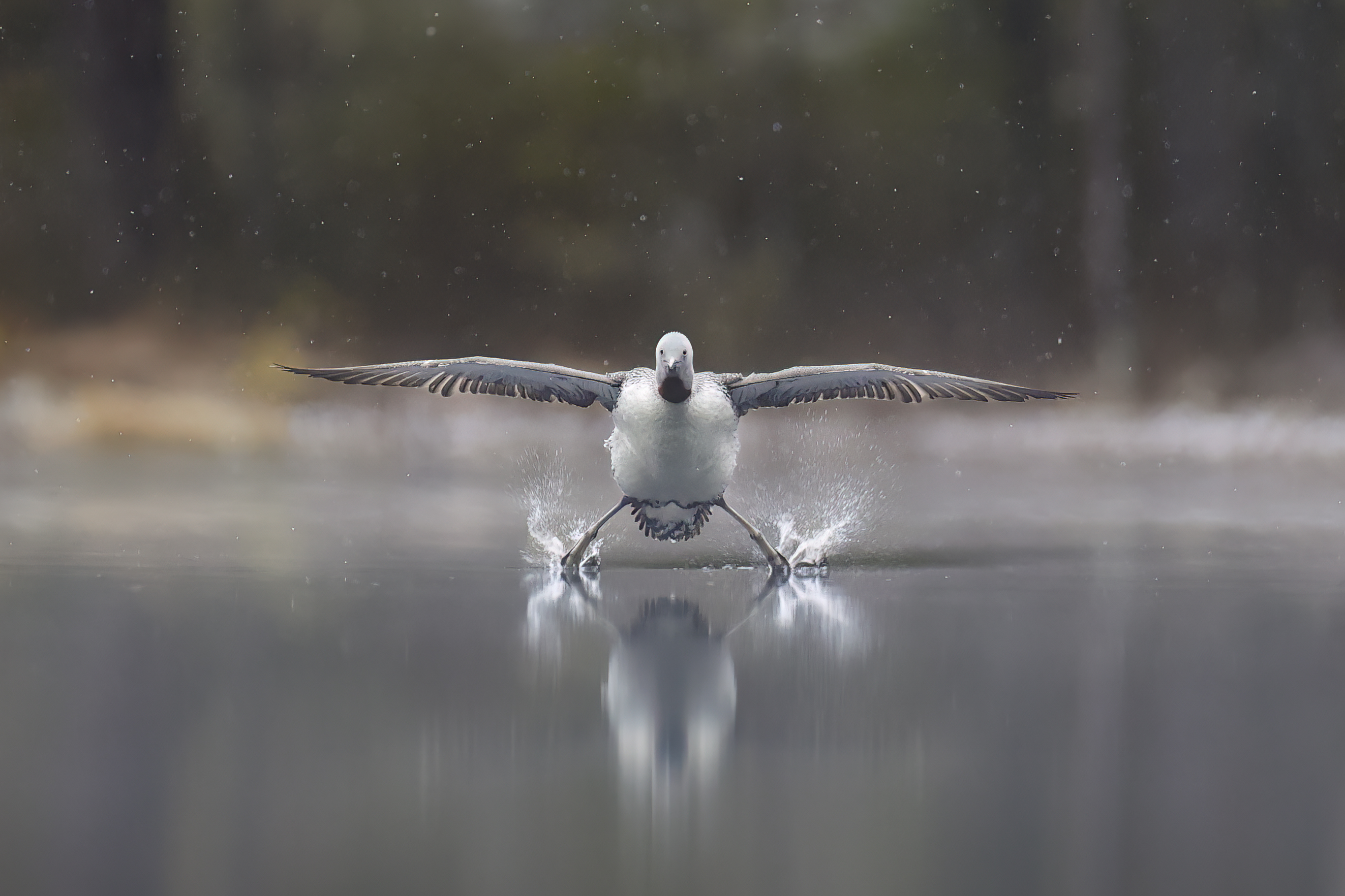 A loon with its wings spread landing on water, creating splashes.