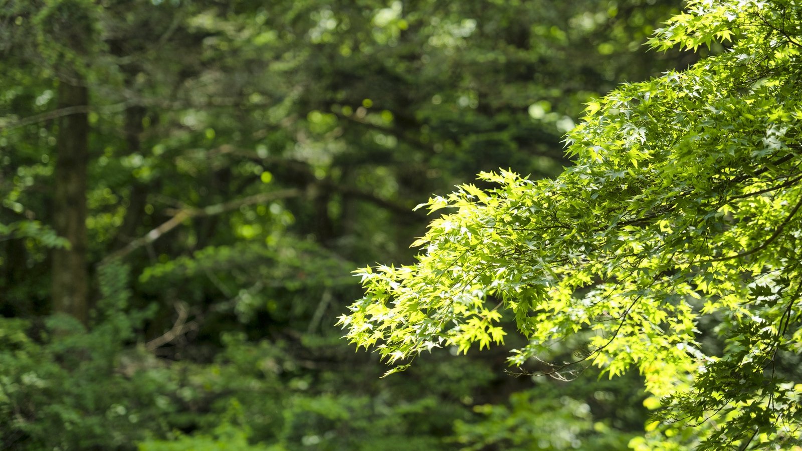Vandalism of new toilets in Dublin park is 'appalling'