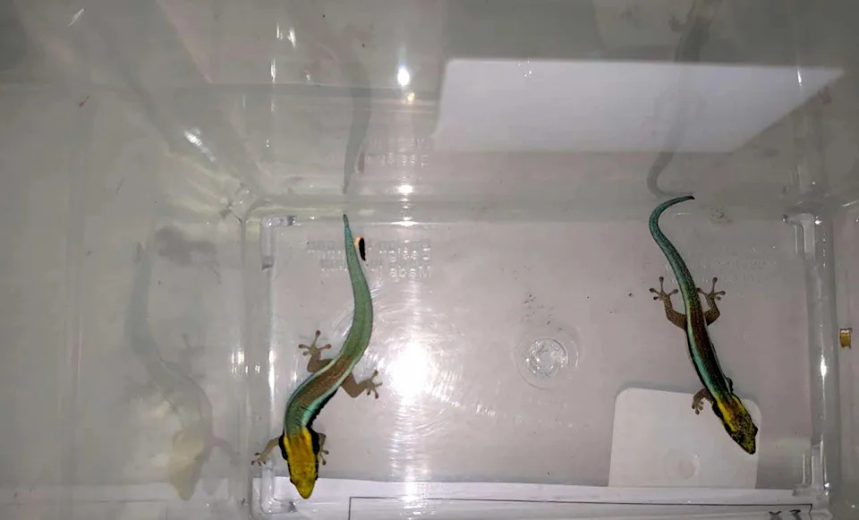 Endangered animals seized on Oct 9 by NParks included these yellow-headed day geckos. The animals are currently being housed and cared for at NParks’ Centre for Wildlife Rehabilitation in Lim Chu Kang.