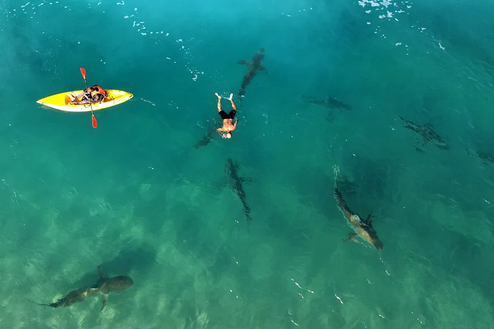 A snorkeller and a kayaker close to dusky sharks in Hadera.