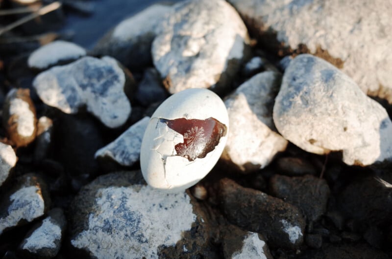 A partially cracked white egg lies among white and gray rocks, revealing a dark, glossy interior within the broken shell.