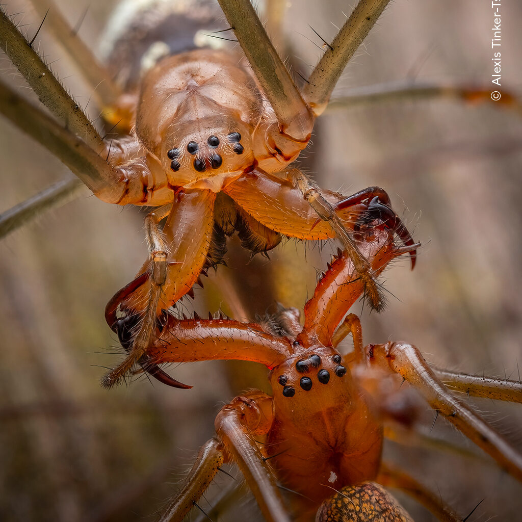 Long Jaws Locked | Wildlife Photographer of the Year