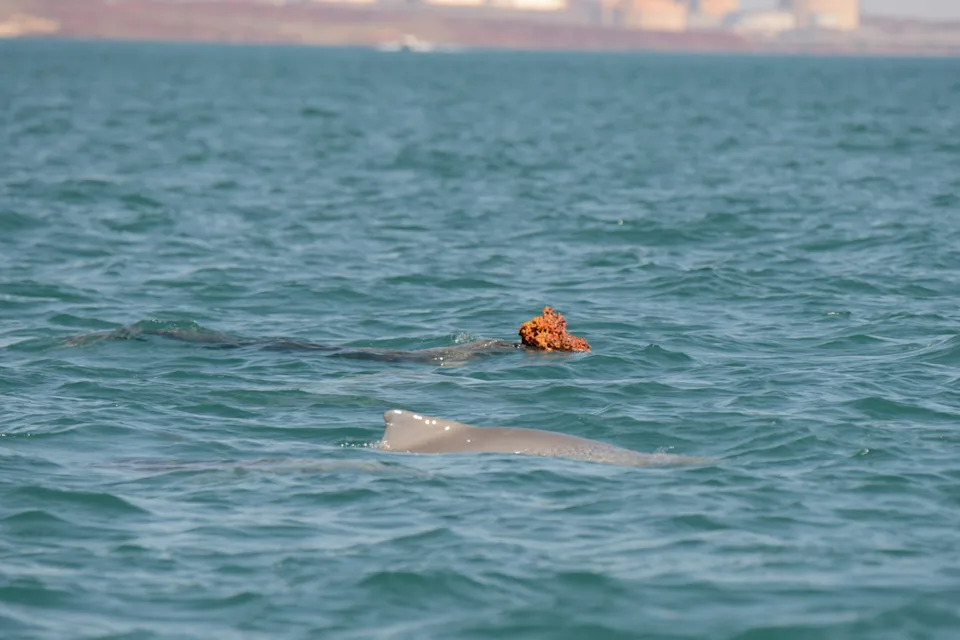 Dolphins using sea sponges as 'hats' off the coast of WA.