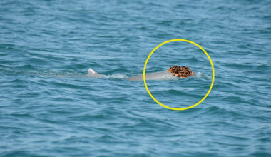 Fascinating detail in vulnerable animal's rarely seen mating ritual: 'Quite unique'