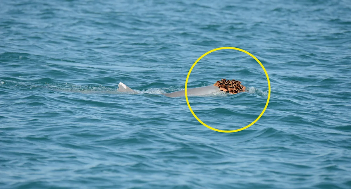 Fascinating detail in vulnerable animal's rarely seen mating ritual: 'Quite unique'