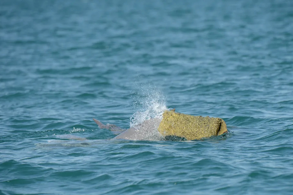 Dolphins using sea sponges as 'hats' off the coast of WA.