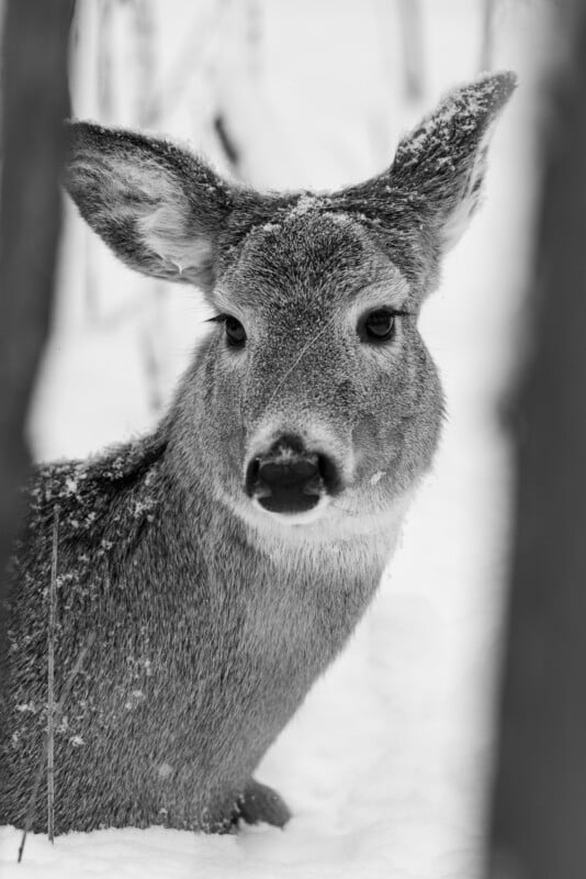 A young deer sits in the snow, looking directly at the camera. Snowflakes rest on its fur and ears. The photo is in black and white, with blurred branches framing the sides.