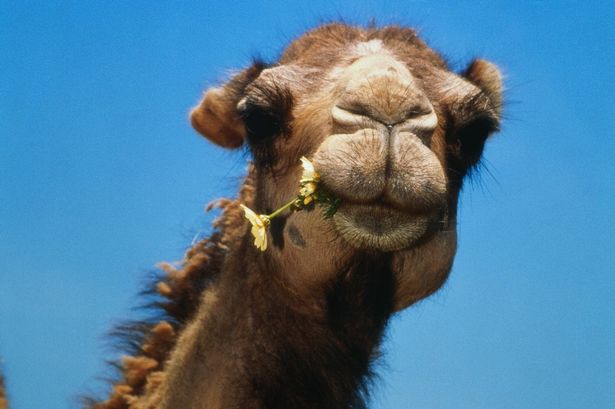 camel