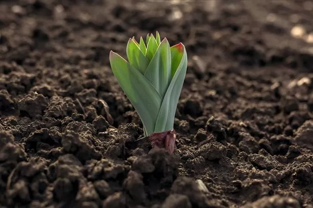 Tulip shoots shoots from black earth in spring. Sprouts of broad, green leaves make their way out of the ground.