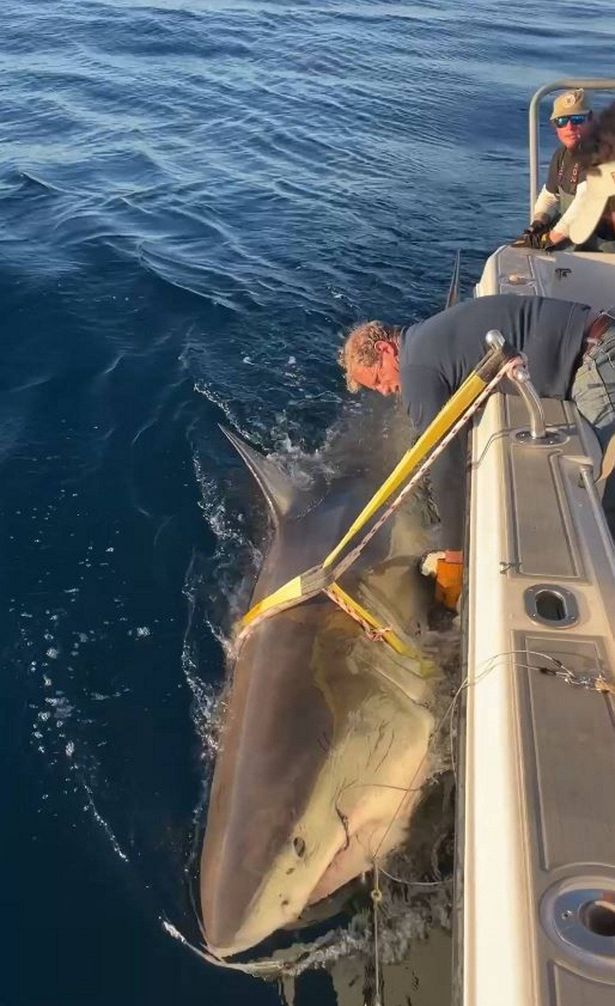 Contender, the 14ft great white shark