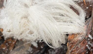 Hair ice enlivens an extended fall