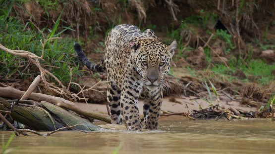 Bezos grant to fund AI innovations to monitor and protect wildlife