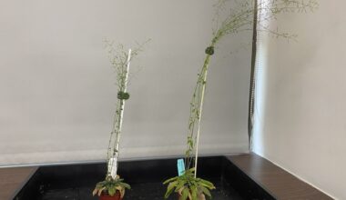 Taiwan develops gene-edited plants that capture more CO₂, grow faster