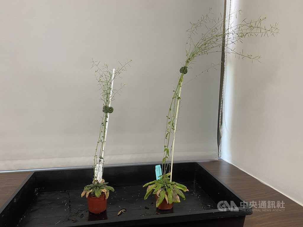 Taiwan develops gene-edited plants that capture more CO₂, grow faster