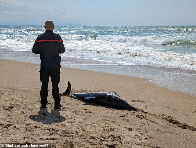 Scientists have discovered a link between stranded dolphins and a toxin known to trigger Alzheimer's-like brain damage (STOCK)