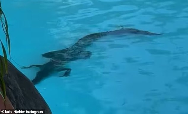 An image showed a crocodile lurking in the sun at the bottom of the hotel's lagoon-style pool
