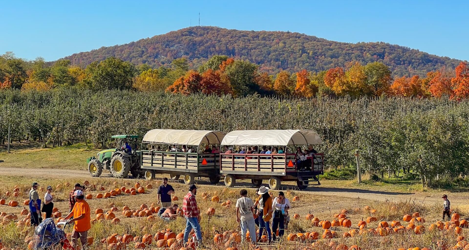 41-year-old took over family's struggling apple farm in his 20s—now, it's a popular fall destination