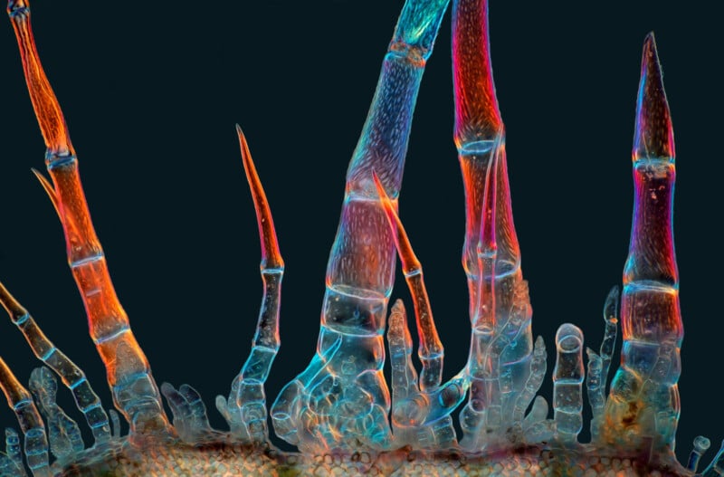 Colorful, close-up microscope image of translucent, jointed structures resembling insect or spider legs, with vibrant red, blue, and orange hues against a dark background.