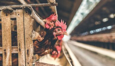 ‘Simply scandalous’: Report exposes how factory farming worsens world food waste