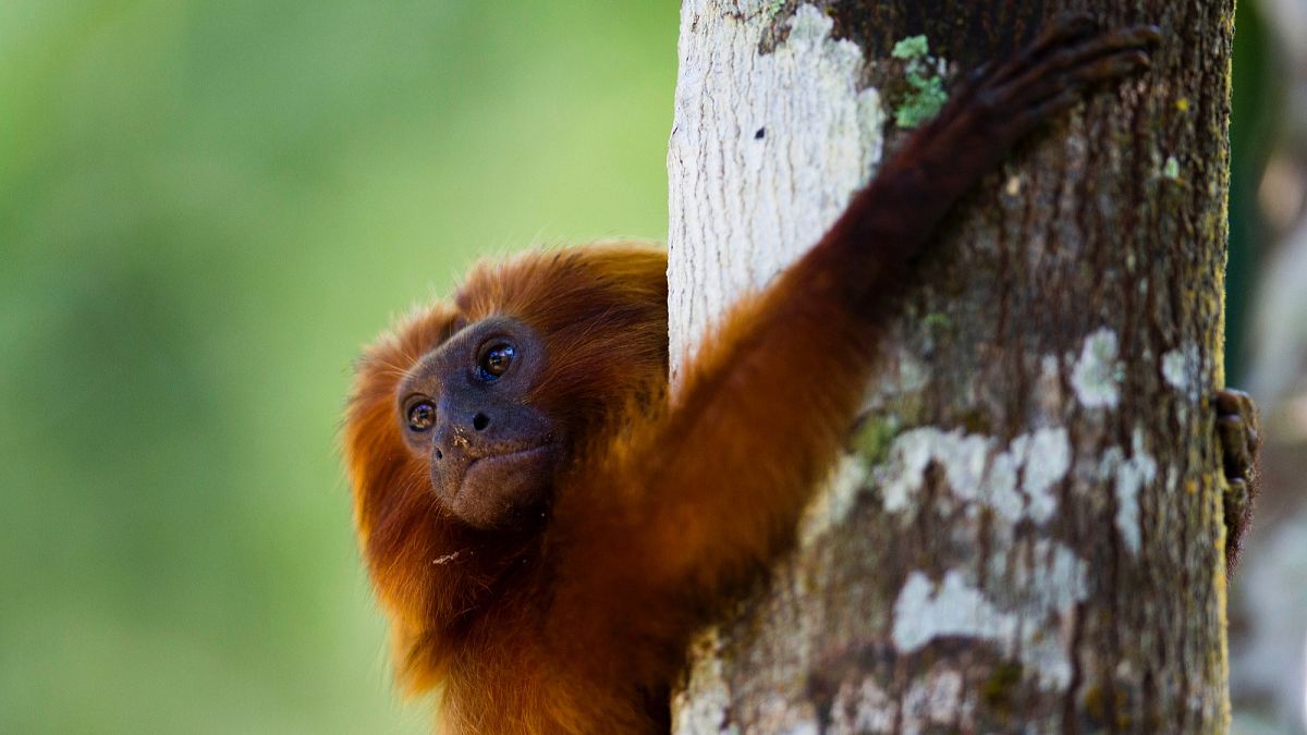 Plant and animal extinctions slow but experts warn human activity still poses ‘significant’ risks