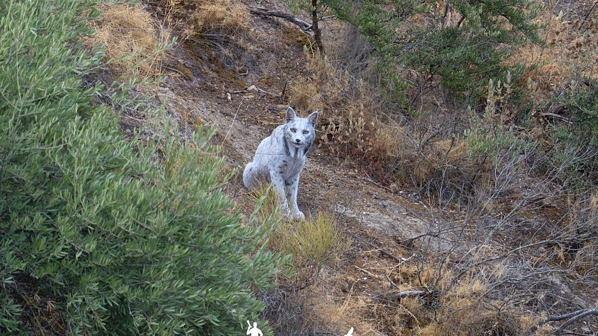 Spanish photographer captures world's first ever white Iberian Lynx on camera