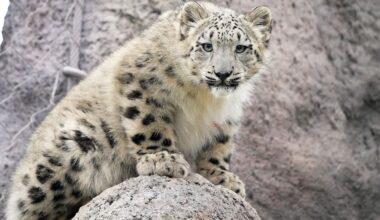 Snow leopard populations threatened by climate change and low genetic diversity