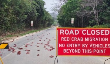 People use garden tools to protect millions of migrating red crabs on Australia's Christmas Island