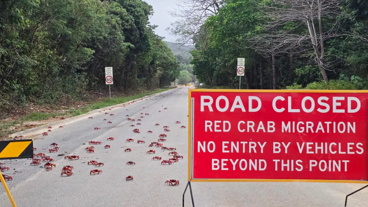 People use garden tools to protect millions of migrating red crabs on Australia's Christmas Island