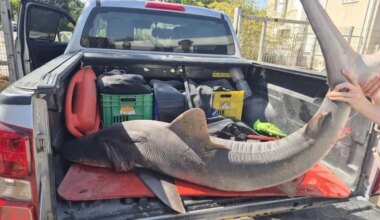 Female shark found dead off central Israel coast