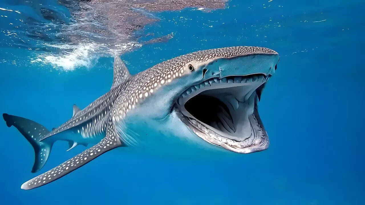 Meet 6 sharks that are not dangerous to humans