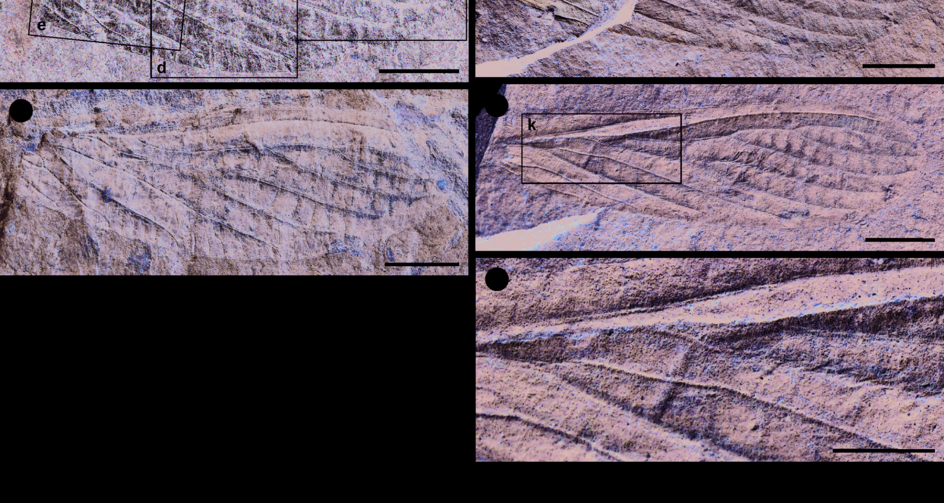 Early evolution of the stonefly lineage (Insecta, Plecoptera) revealed by a new diversity of Carboniferous stem-group species | BMC Ecology and Evolution