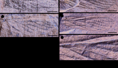 Early evolution of the stonefly lineage (Insecta, Plecoptera) revealed by a new diversity of Carboniferous stem-group species | BMC Ecology and Evolution