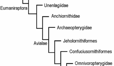 Reconstruction of pectoral musculature in non-avialan paravians and basal birds: implications in the acquisition of flapping flight | BMC Ecology and Evolution