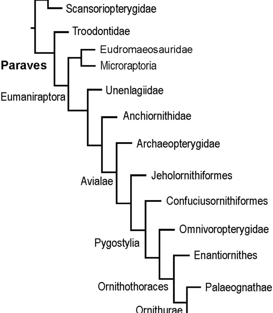 Reconstruction of pectoral musculature in non-avialan paravians and basal birds: implications in the acquisition of flapping flight | BMC Ecology and Evolution