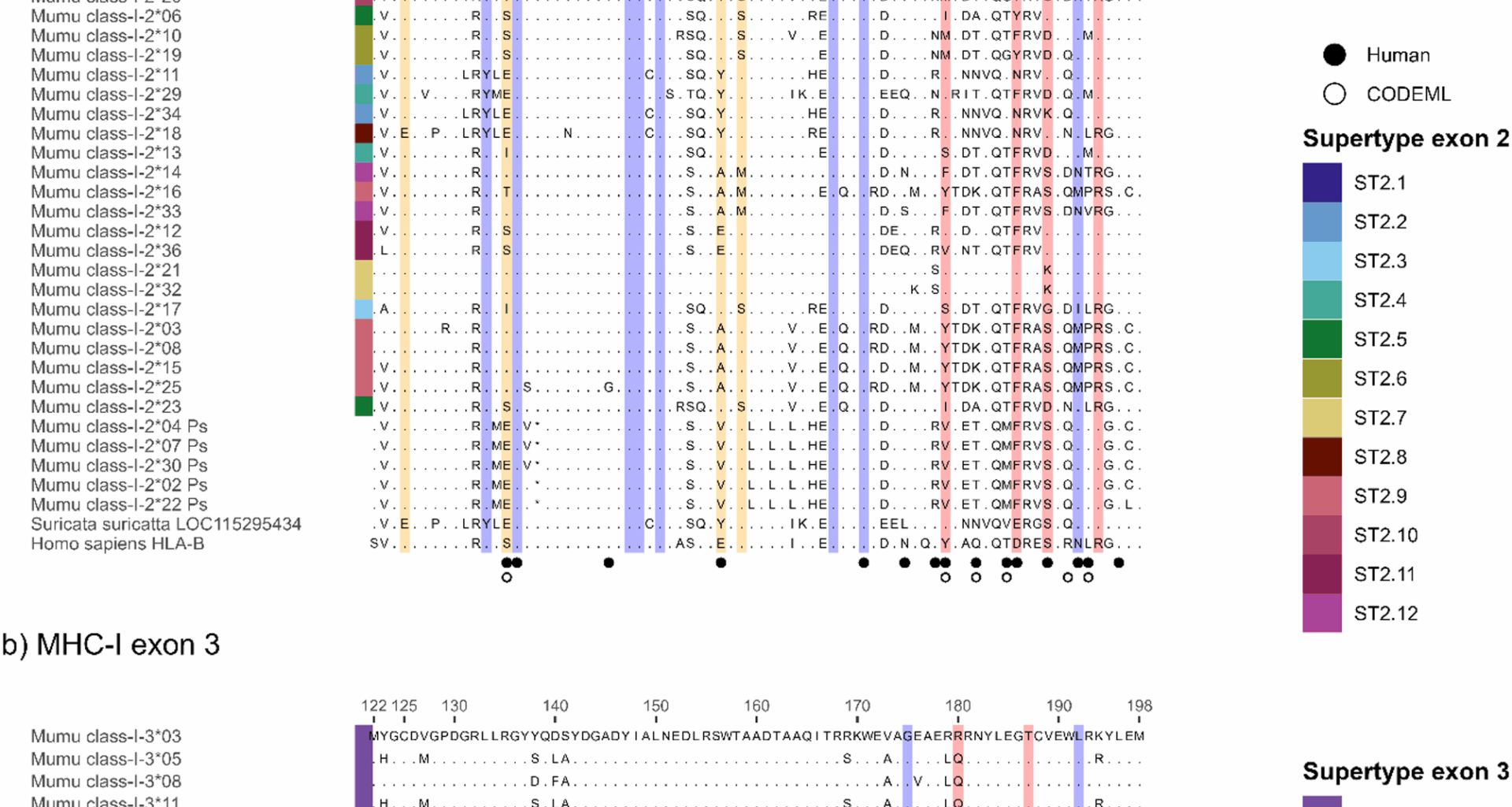 Inbreeding does not reduce major histocompatibility complex diversity in the banded mongoose | BMC Ecology and Evolution
