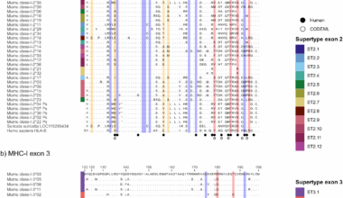 Inbreeding does not reduce major histocompatibility complex diversity in the banded mongoose | BMC Ecology and Evolution