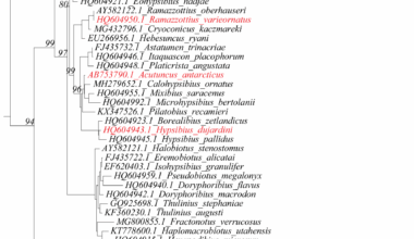 Lineage-specific expansions of the Dicer gene family in tardigrades | BMC Genomics