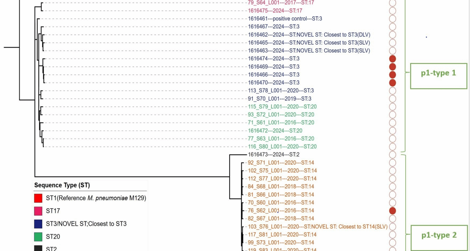 Comparative genomic analysis of Mycoplasma pneumoniae isolated in the United Kingdom, between 2016 and 2024 | BMC Genomics