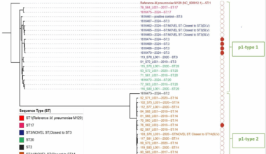 Comparative genomic analysis of Mycoplasma pneumoniae isolated in the United Kingdom, between 2016 and 2024 | BMC Genomics