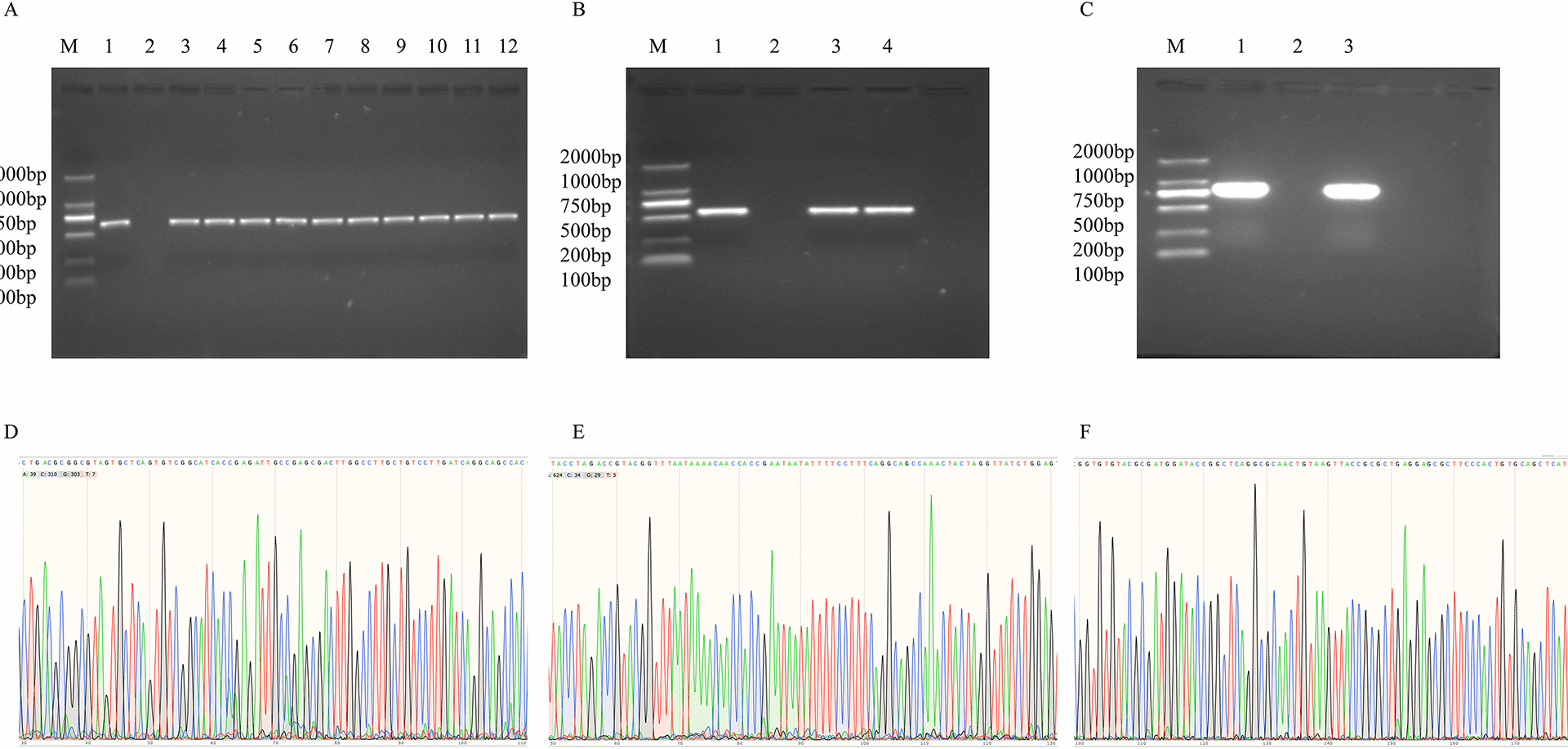 Characterization and transmission dynamics of carbapenemase-encoding genes in carbapenem-resistant Enterobacter cloacae isolated from eight teaching hospitals in Guangdong province, China (2022–2024) | BMC Microbiology