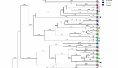 Genotyping of Coxiella burnetii isolates in Iran using Multiple-locus variable-number tandem repeat analysis (MLVA) | BMC Microbiology