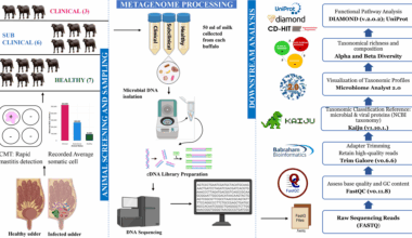 Microbiome study of Murrah buffalo mastitis milk with emphasis on Acinetobacter species | BMC Microbiology