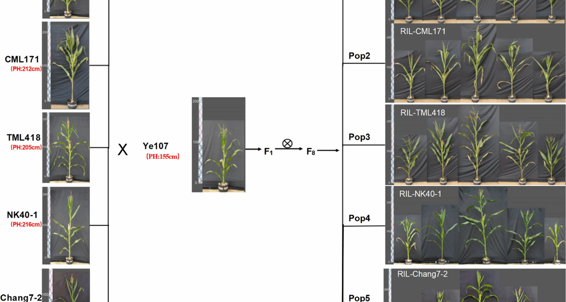 A multi-parent population approach to reveal the genetic basis of plant height in maize | BMC Plant Biology