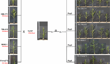 A multi-parent population approach to reveal the genetic basis of plant height in maize | BMC Plant Biology