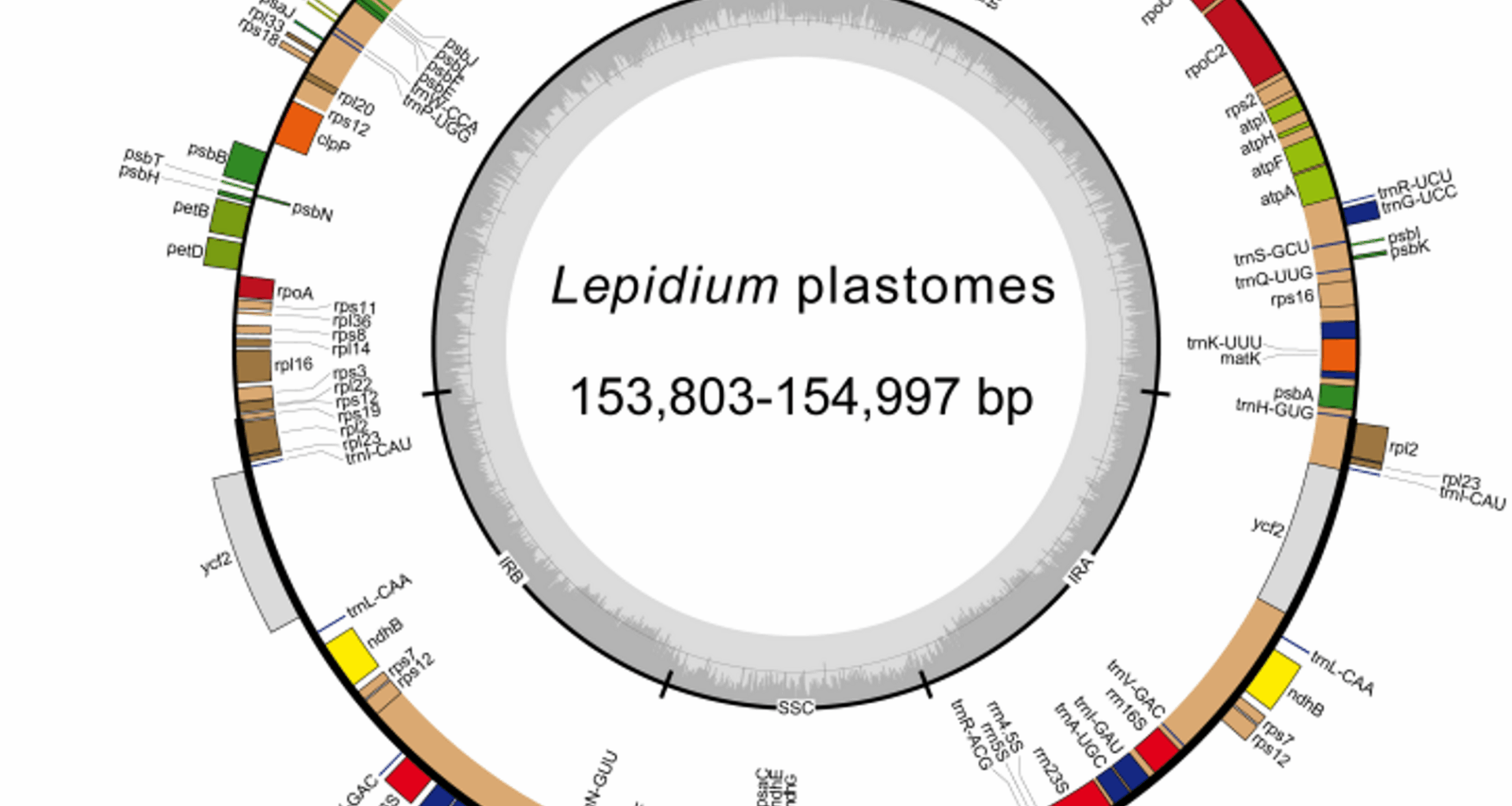 Insights into the plastome evolution and phylogenetic relationships of Lepidium (Brassicaceae) | BMC Plant Biology
