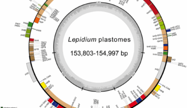 Insights into the plastome evolution and phylogenetic relationships of Lepidium (Brassicaceae) | BMC Plant Biology